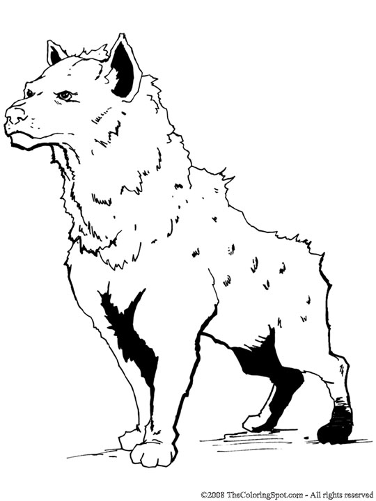 Hiena kolorowanki